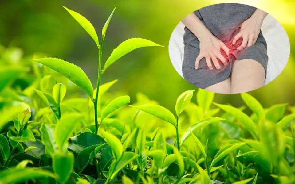 Xông vùng kín bằng lá chè xanh
