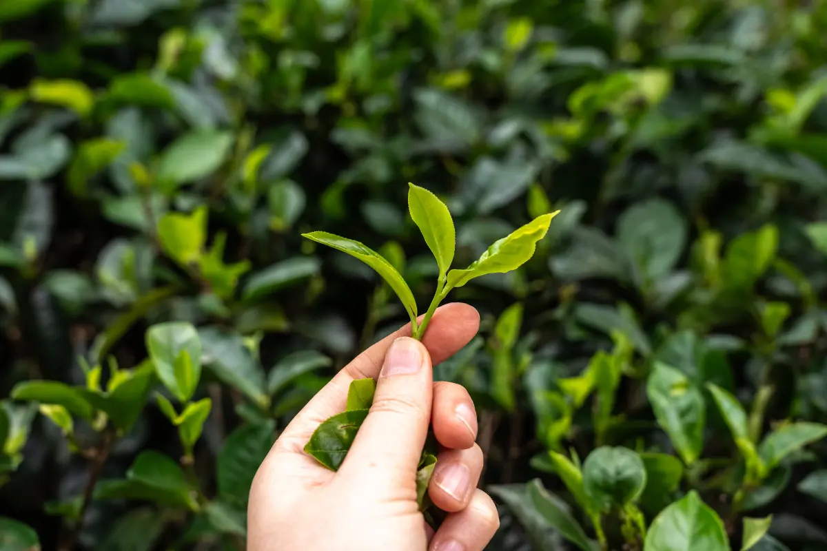 Lá chè xanh giúp khử mùi hôi hiệu quả
